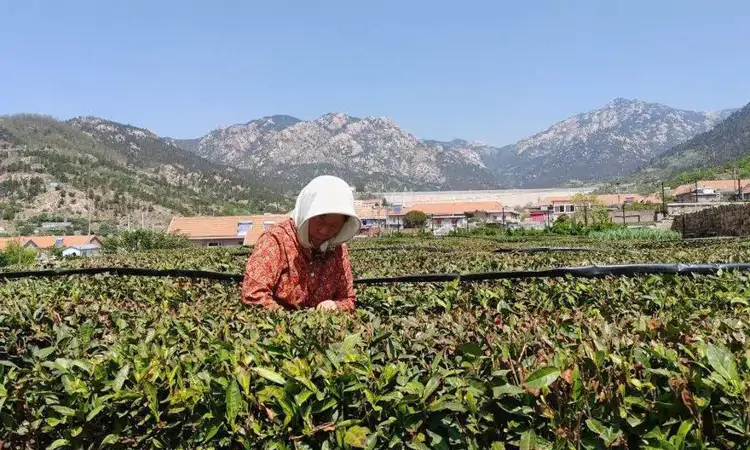 崂山茶如何香飘万里