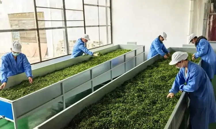 威宁获全省金奖那款茶，是怎么生产出来的？
