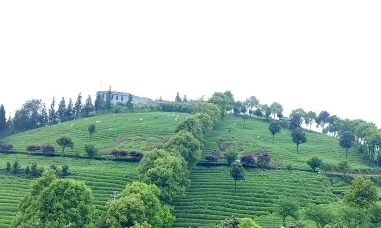 “绿叶”变“金叶”！开阳茶产业年产值突破16亿元