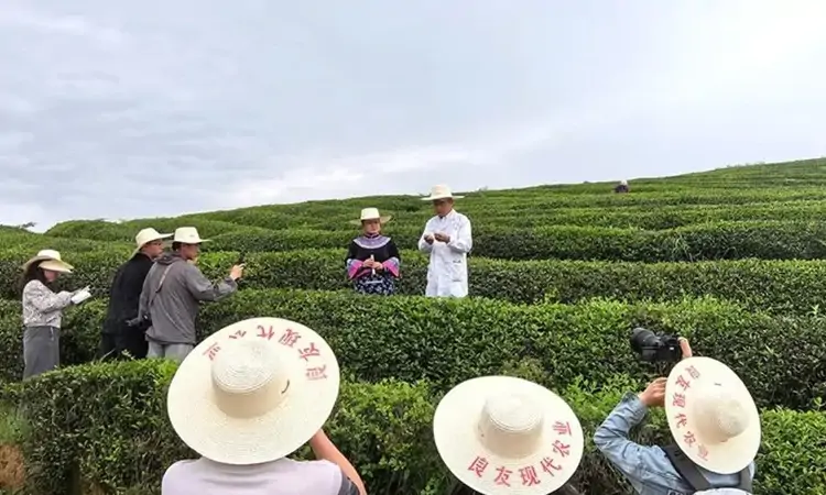 贵州石阡:武陵山苔茶馈赠的紫色韵香