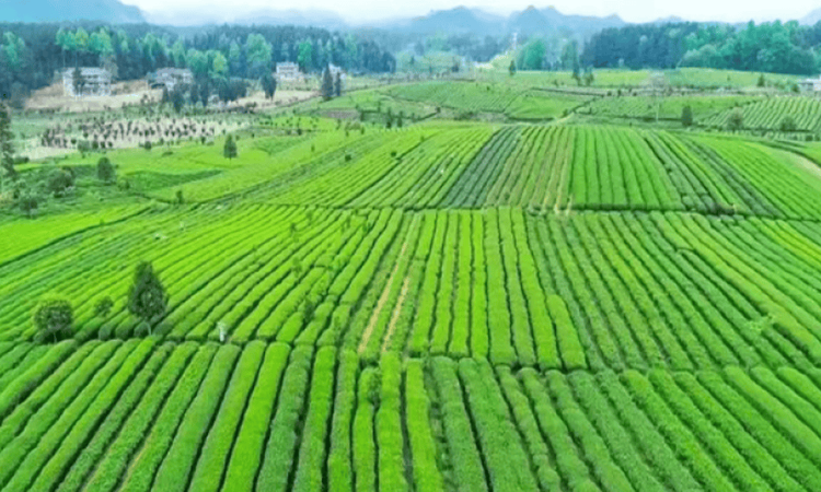 一季度出口近百吨 “梵净抹茶”远销40余国和地区