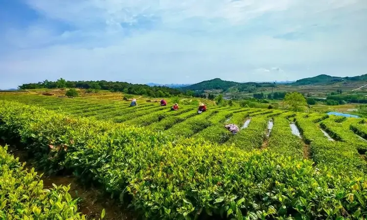 山东日照：茶园依山就势层层叠叠 村民园中采新茶