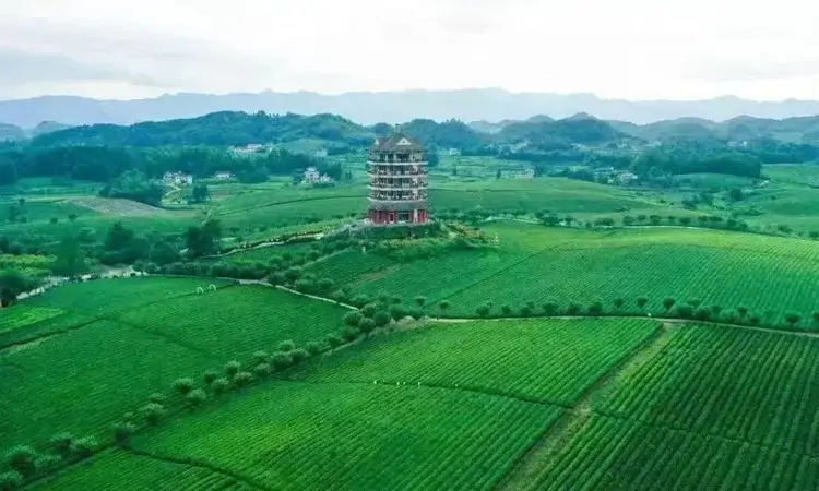 贵州新茶饮何以“出圈”？