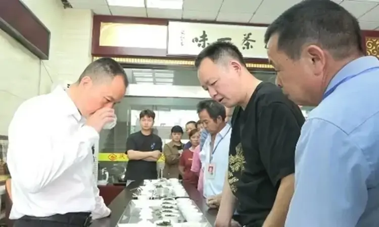 安溪铁观音春茶全面上市