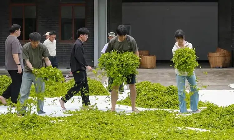从“一片叶子”到“一杯好茶” 武夷学院学子深入茶企解锁岩茶制作核心技艺