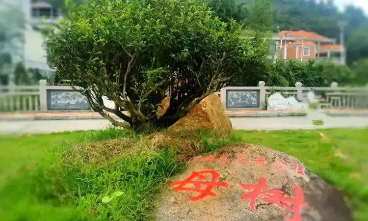 闽南乌龙茶之黄金桂