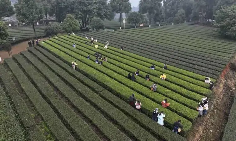 夹江茶在四川茶博会光速“圈粉”！各地茶友惊呼一口爱上