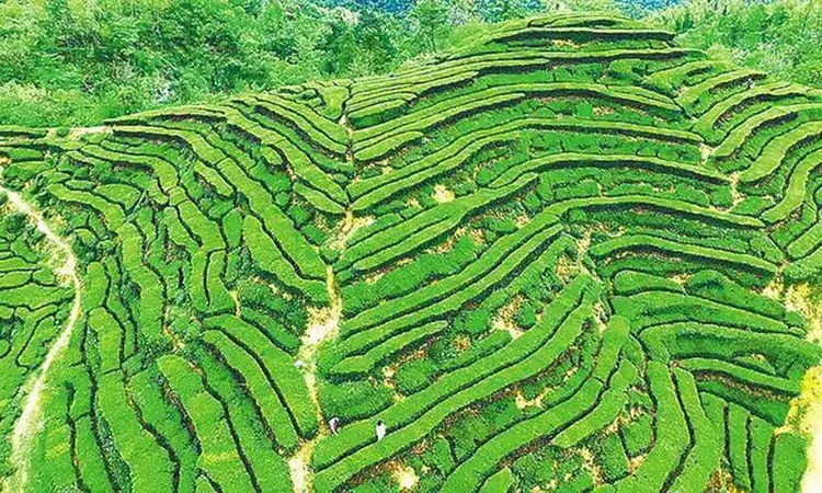 湖北茶“沏”出乡村振兴美好图景