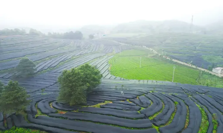 毕节首条碾茶生产线正式投产