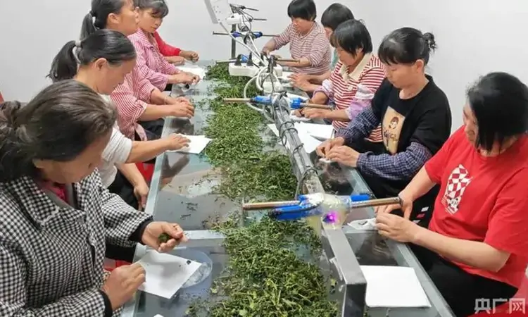 龙岩上杭:团子茶香飘致富路 乡村展新颜