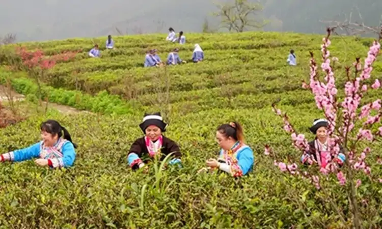 凌云十二万亩茶海翻涌碧浪