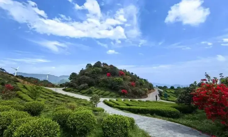 ​荒山变茶海——六盘水“最美茶园”乡村全面振兴双轮驱动
