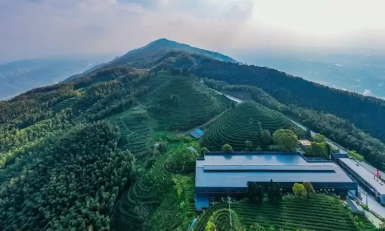 永川区从四川国际茶博会捧回两个金奖
