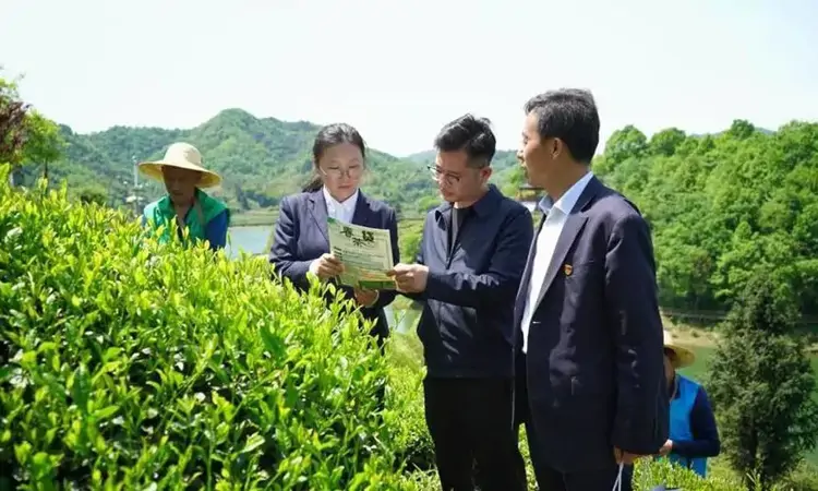 邮储银行六安市分行:金融“雨露”润春茶