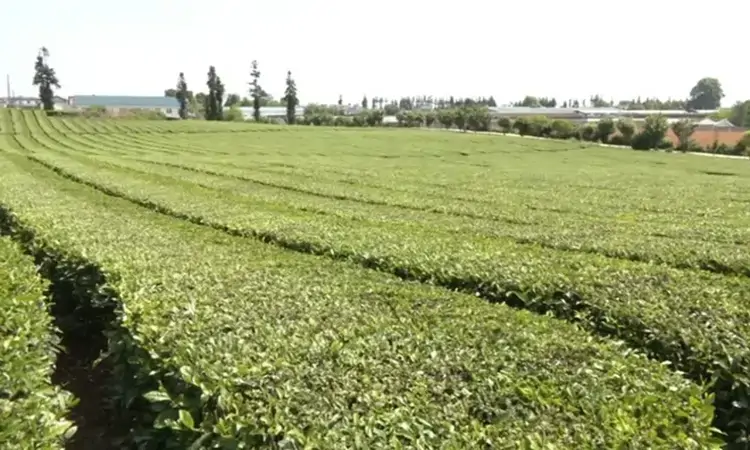 安顺西秀:春来茶业夏茶开采 科技赋能高效生产