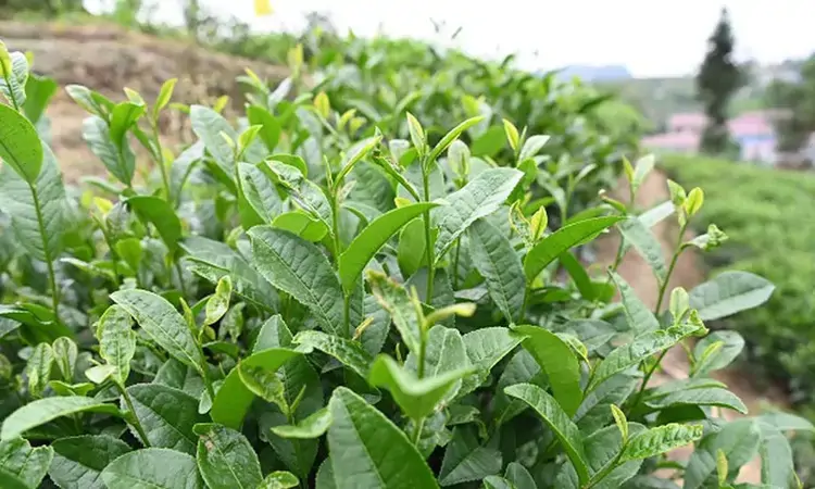 自贡荣县双古镇:10万亩绿色茶山长出4亿“金”