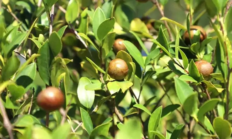 商城县:科技赋能油茶产业高质量发展