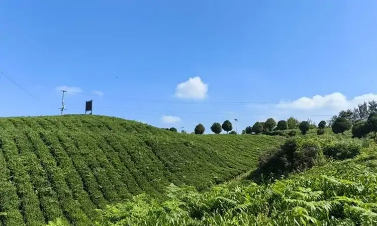 仁怀九仓镇：“机收＋抹茶”绘就茶产业升级新图景