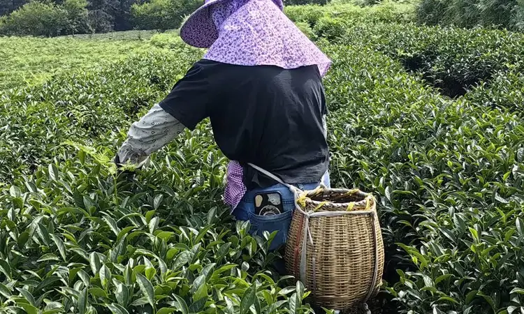 人间五月!乌当邀您来采茶品茶逛茶山