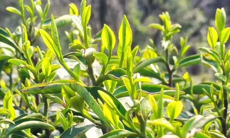 中国名茶之信阳毛尖