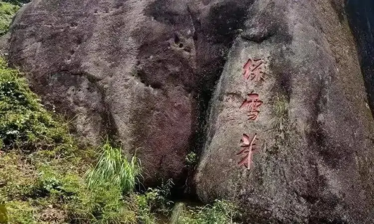 白茶上品，福鼎白茶