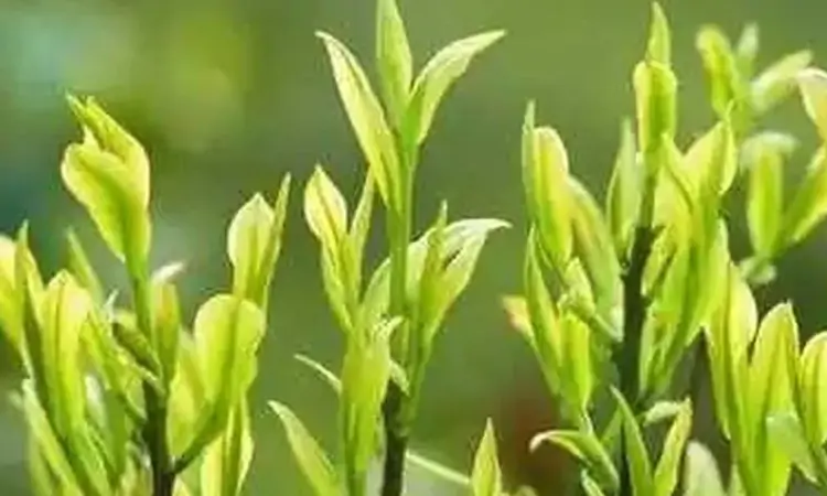 味甘如乳色如银——余姚瀑布岭茶