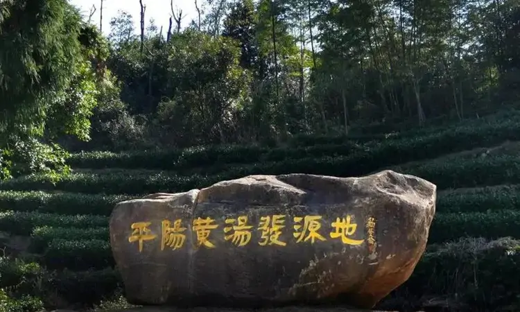 温州黄汤是什么茶？