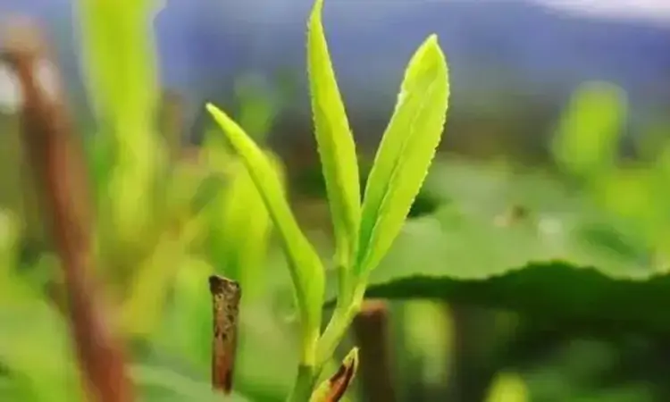 黄茶名品，海马宫茶