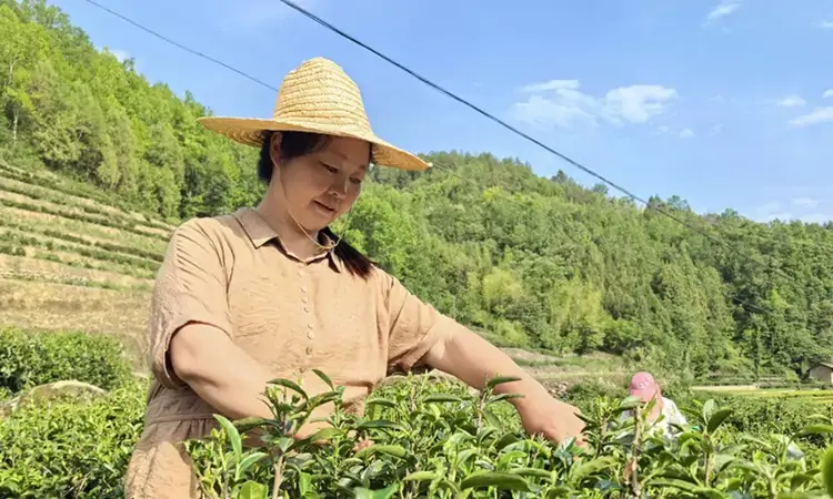 安康市汉阴县:果蜜红茶拓宽乡村振兴路