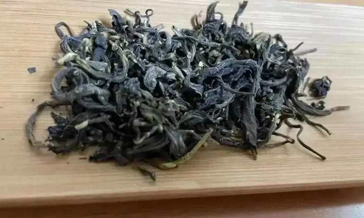 黄大茶的代表品种之广东大叶青