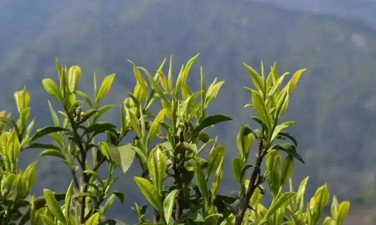 黄茶珍品，鹿苑毛尖