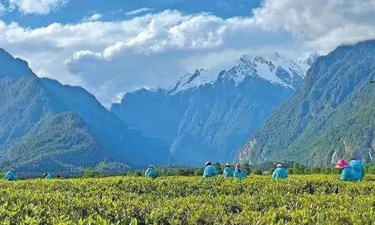 中国海拔最高的茶园