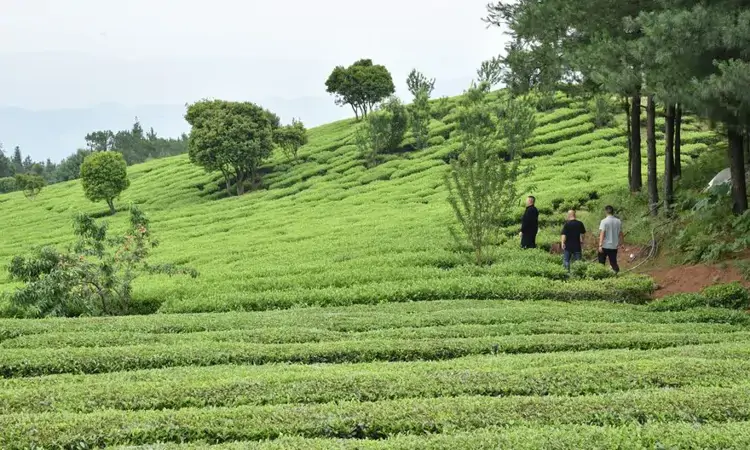 茶山起笔写“赈”兴