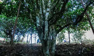 我们为什么都在谈论古茶树？