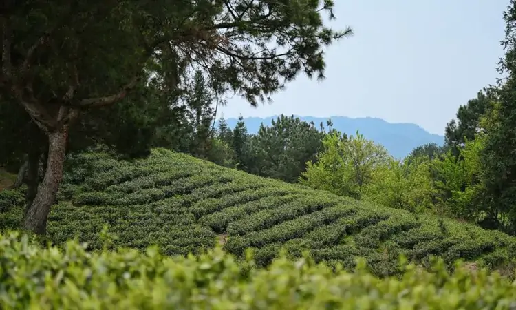 青山育金叶!观山湖区神鹊茶场整装待发迎盛会