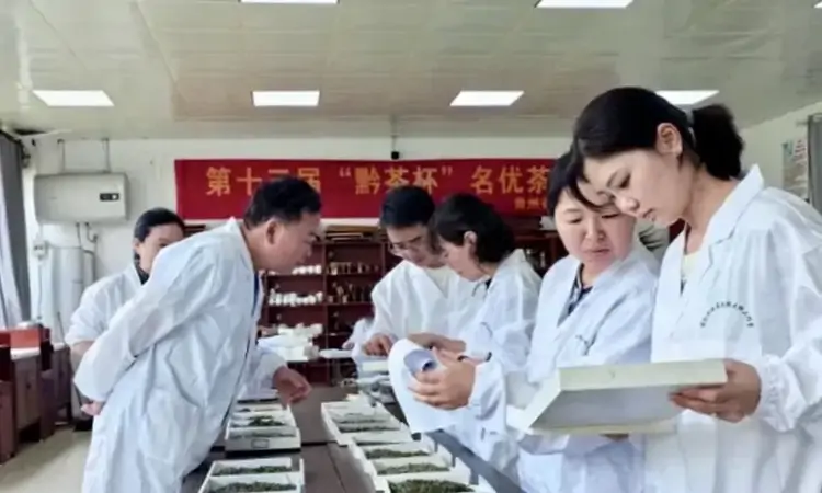 第十三届“黔茶杯”名优茶评比结果揭晓 六盘水茶产业表现亮眼