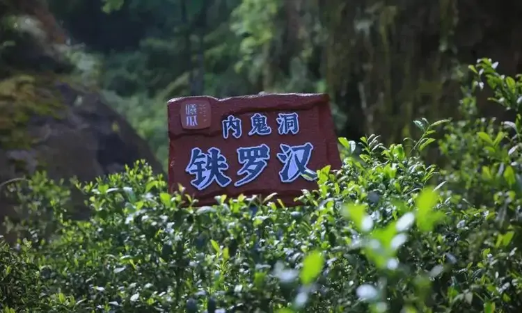 闻名遐迩的武夷铁罗汉茶