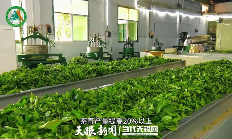 夏秋茶变“致富叶”