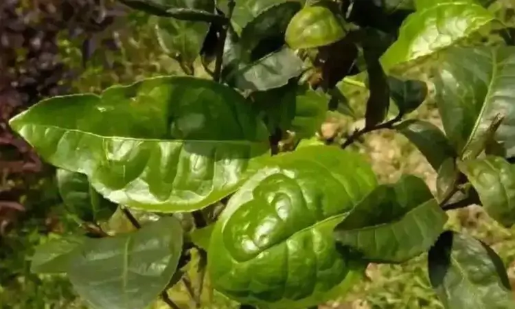 风味独特的永春佛手茶