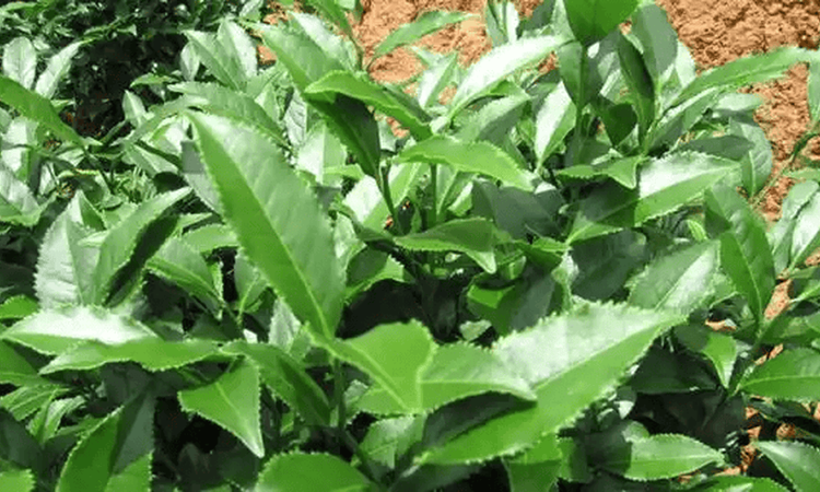 安溪四大名茶之毛蟹茶