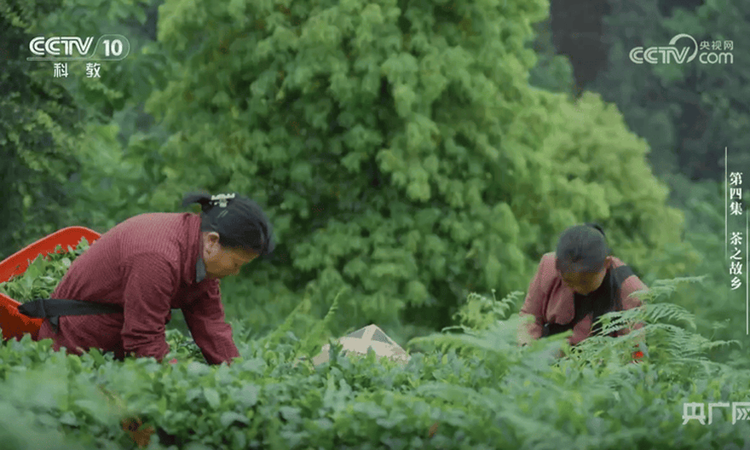 《沿着纬度听中国》热播 安化千年茶韵引全国瞩目