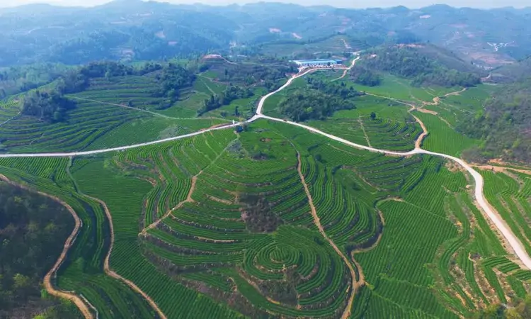 让茶香从早春绵延夏秋丨金沙县依靠精深加工做大茶产业链