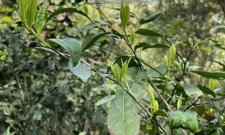 什么是荒野茶? 古树茶为什么很有特色?