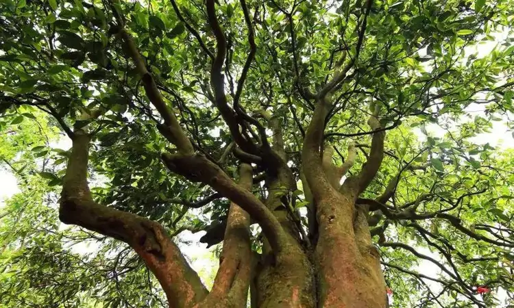 最早的古茶籽化石