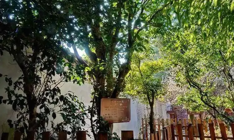 大理感通茶是什么茶?