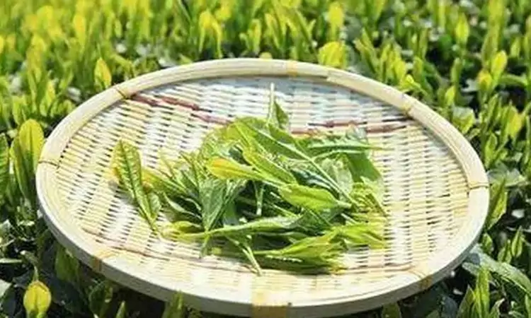 茶园里种什么植物，所产的茶就有这种植物的香味吗？