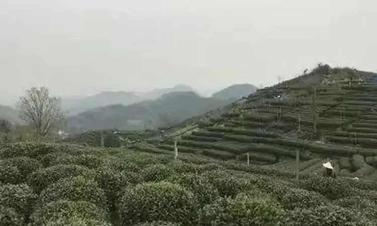 茶树的主要繁殖方式有哪些?