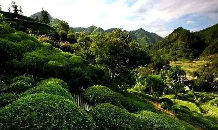 安徽名茶：休宁松萝