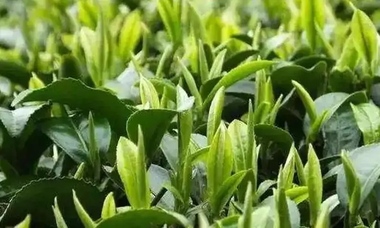 广西名茶：桂林毛尖