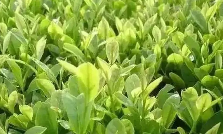 浙江名茶:临海蟠毫